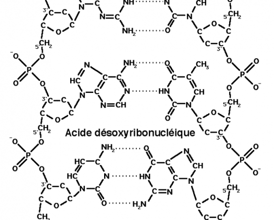 BIOLOGIE MOLECULAIRE (cours) Adn1