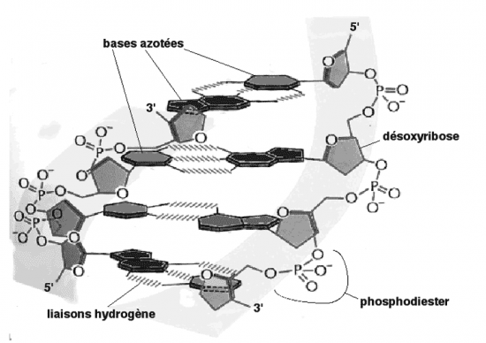 BIOLOGIE MOLECULAIRE (cours) Adn2