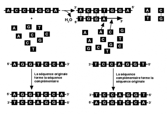 BIOLOGIE MOLECULAIRE (cours) COMP