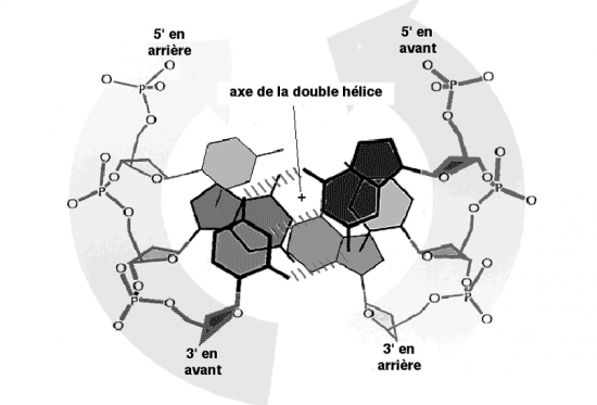 BIOLOGIE MOLECULAIRE (cours) Adn3