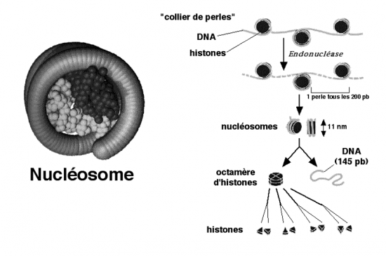 BIOLOGIE MOLECULAIRE (cours) Nucleos