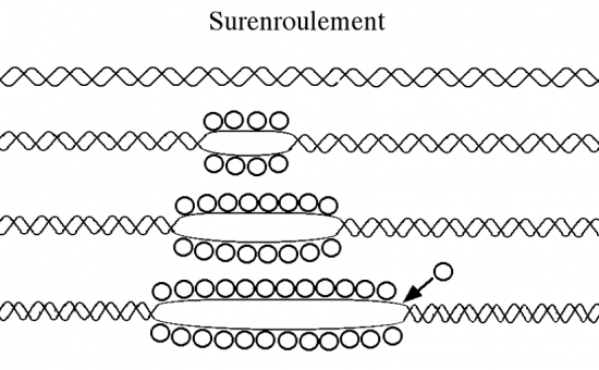 BIOLOGIE MOLECULAIRE (cours) Sure