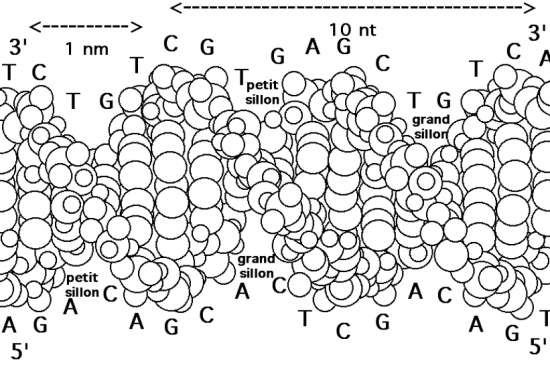 BIOLOGIE MOLECULAIRE (cours) Adntr1