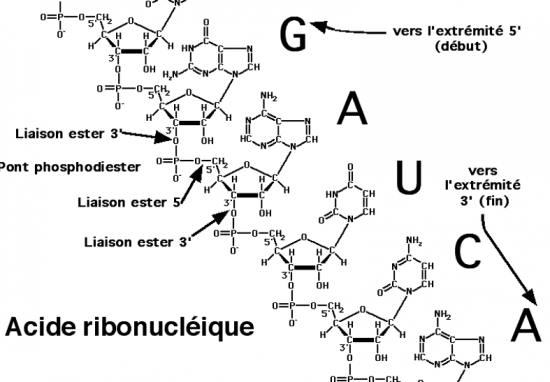 BIOLOGIE MOLECULAIRE (cours) Arn