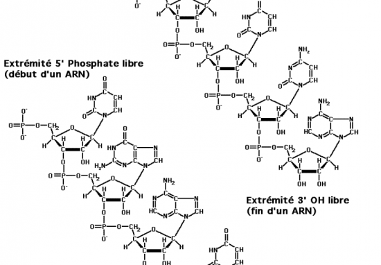 BIOLOGIE MOLECULAIRE (cours) Arn2