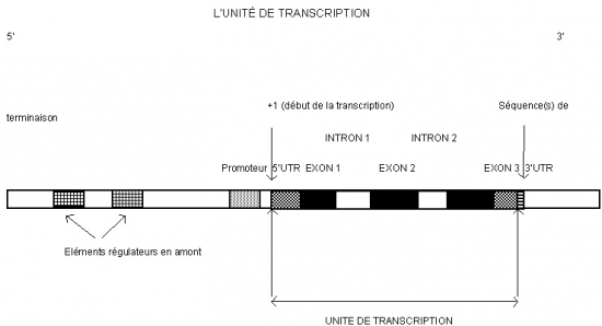 BIOLOGIE MOLECULAIRE (cours) Seqtran