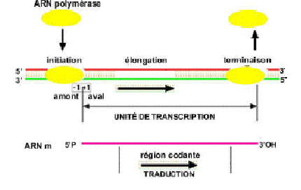 BIOLOGIE MOLECULAIRE (cours) Elong11