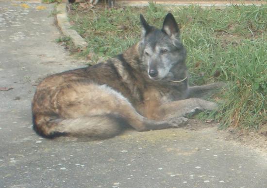 Olika - Type berger belge malinois - 13 ans (31) Copie-de-DSC05783