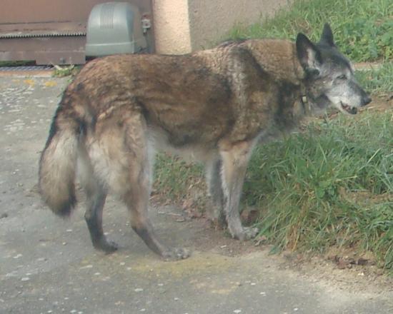 Olika - Type berger belge malinois - 13 ans (31) DSC05781