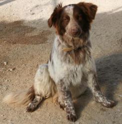 DAISY - x epagneul 2 ans - Refuge de Brignoles (83) Daisy