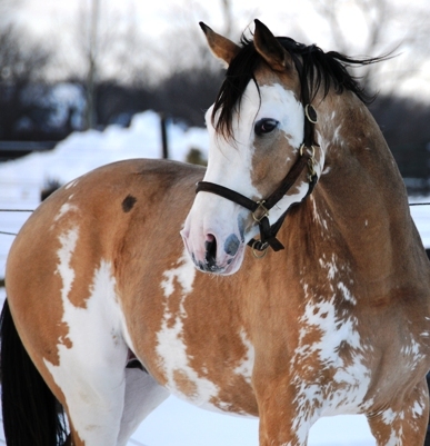 *•.Firecracker Finx.•* Amazing-animals-beautiful-horse-horses-Favim.com-318625