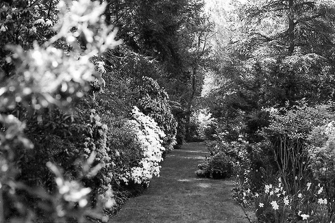Дългата алея Bampw-black-amp-white-black-and-white-cute-garden-Favim.com-425182