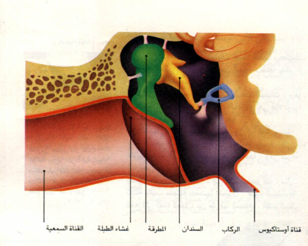 الأذن البشرية .. أجزاؤها وطريقة عملها ..! 1101814568