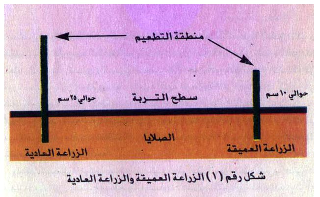 خطوات إنشاء حدائق الموالح 1134301860