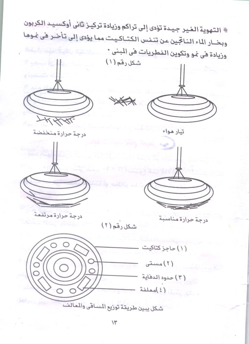 طريقة تربية الدجاج لإنتاج البيض 1137578873