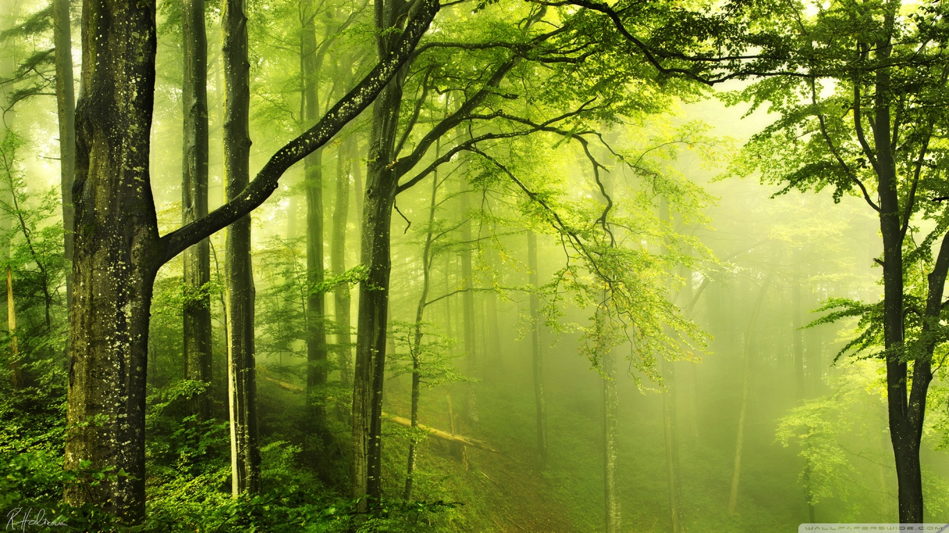 عکسای بسیار زیبا مخصوص دسکتاپ Beautiful_green_forest_wallpaper_1366x768