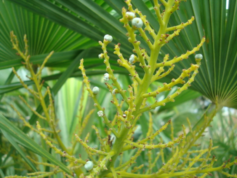 Trachycarpus fortunei  - Stránka 24 DSC04544