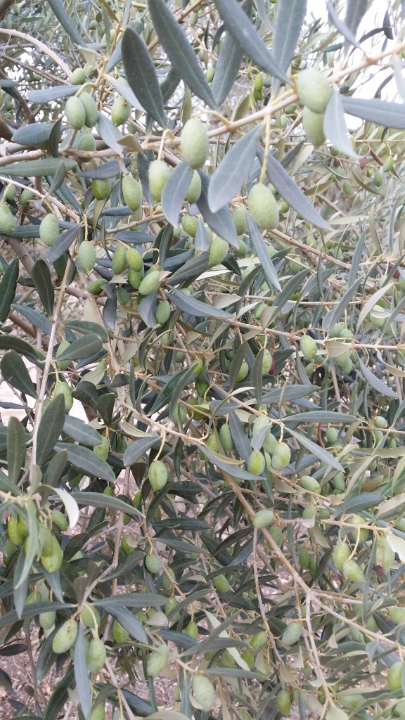 QUE VARIEDAD DE ACEITUNA ES? Sl5vys