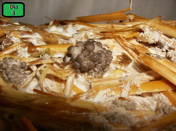 Frutificação Pleurotus Ostreatus Image