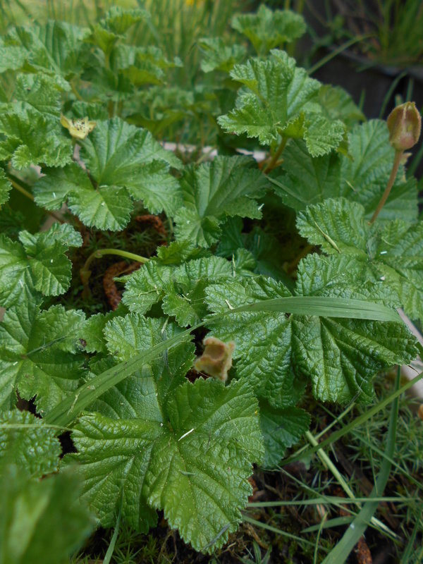 Rod Rubus - ostružiny a maliny DSCN1283