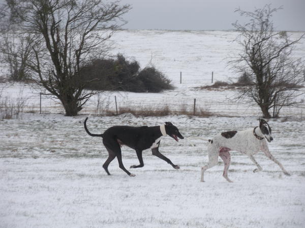 Galgo MATTEO aus Andalusien sucht ... -Galgo Lovers- - Seite 5 3563550