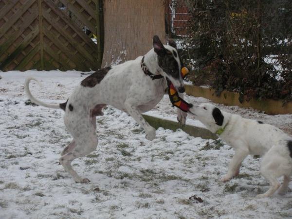 Galgo MATTEO aus Andalusien sucht ... -Galgo Lovers- - Seite 5 3577346