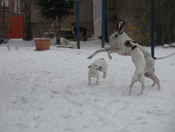 Galgo MATTEO aus Andalusien sucht ... -Galgo Lovers- - Seite 5 3583141