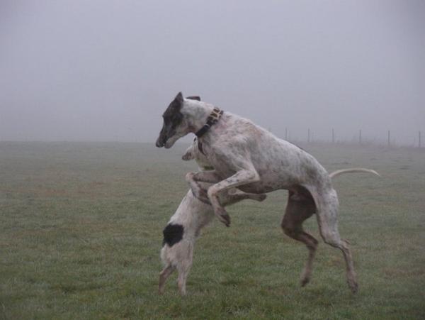 Galgo MATTEO aus Andalusien sucht ... -Galgo Lovers- - Seite 6 3630153