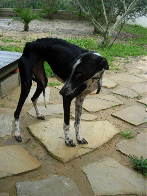 Galga TANA aus Andalusien sucht ... 3640046