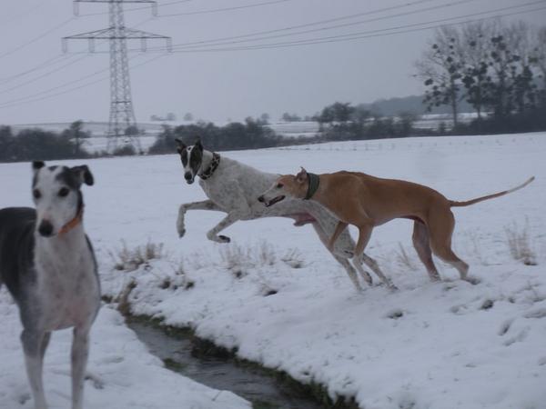 Galgo MATTEO aus Andalusien sucht ... -Galgo Lovers- - Seite 6 3654682