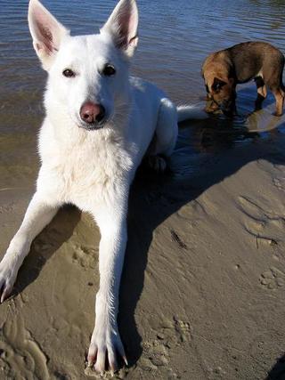 In loving memory of my beloved white shepherd Cary 3793293