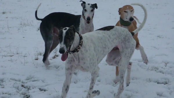 Galgo MATTEO aus Andalusien sucht ... -Galgo Lovers- - Seite 8 3795246