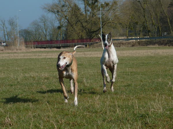 Galgo MATTEO aus Andalusien sucht ... -Galgo Lovers- - Seite 8 3813337