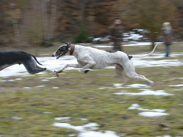 Galgo MATTEO aus Andalusien sucht ... -Galgo Lovers- - Seite 8 3824191