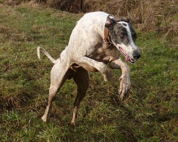 Galgo MATTEO aus Andalusien sucht ... -Galgo Lovers- - Seite 9 3853113