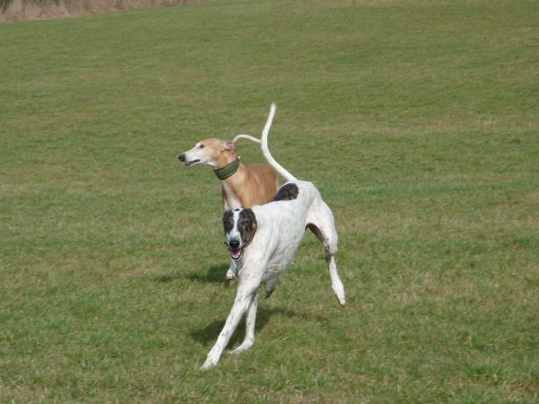 Galgo MATTEO aus Andalusien sucht ... -Galgo Lovers- - Seite 9 3868039