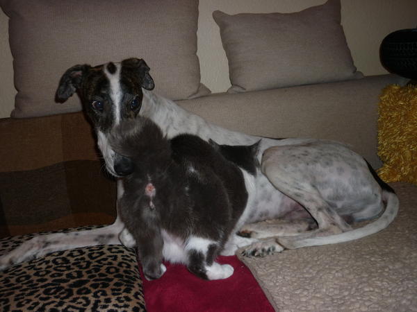 Galgo MATTEO aus Andalusien sucht ... -Galgo Lovers- - Seite 9 3877132