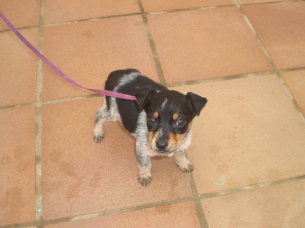 Mischlingswelpe LILY aus Andalusien sucht ... 3883494