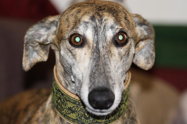 Galgo Gurtel (jetzt MANGO) aus San Anton sucht ... - Seite 5 3915644