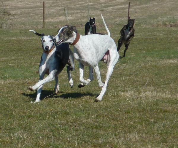 Galgo MATTEO aus Andalusien sucht ... -Galgo Lovers- - Seite 9 3919652