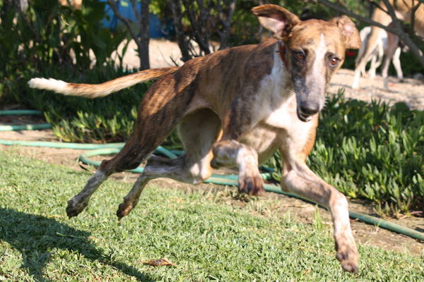 Galga EMMA aus San Anton sucht ... 3955483