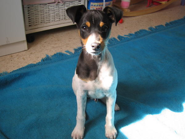 Ratonero-Welpe Dogo (jetzt DIEGO) aus Andalusien sucht ... 4057860