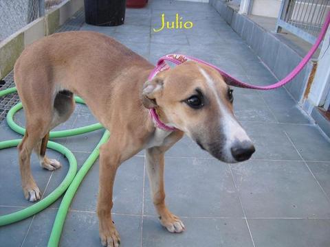 Galgo-Mix Julio, ca 1 Jahr, sucht Familie 4078082