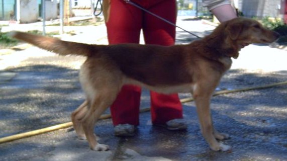 Mischlingshündin LOLA aus Andalusien sucht ... 4206320