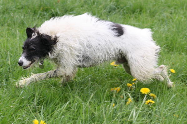 Galgo-Mischling DANTE aus der Perrera Jerez ... - Seite 4 4270933