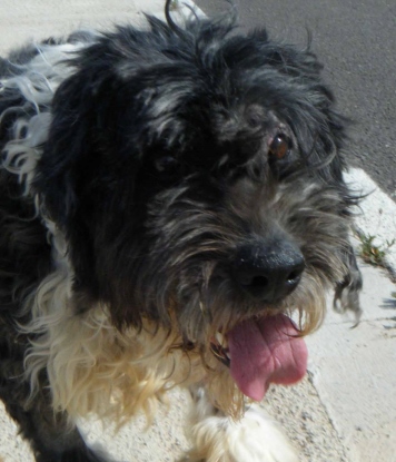 Bobtail Mara sucht ein neues Zuhause 4298254