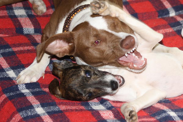 Ratonera-Mix Estee (jetzt KIKA) aus San Anton ... Galgo-Lovers.org - Seite 2 4309627