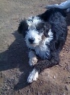 Bobtail Bimba sucht ein neues Zuhause 4439480