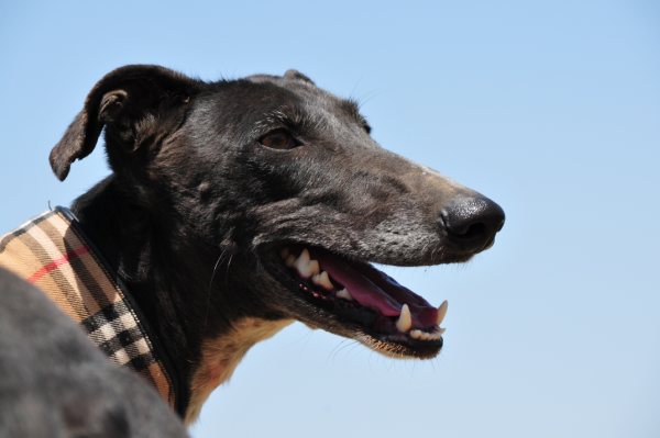 Galgo Hipi (jetzt LOUIS) aus San Anton sucht ... 4502141