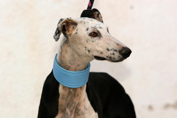 Galgo REY aus Murcia sucht ... reserviert! 4740381